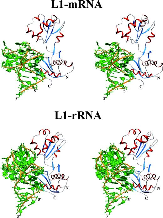 Stereo ribbon representation of the L1–mRNA and L1–rRNA complexes in the same orientation.