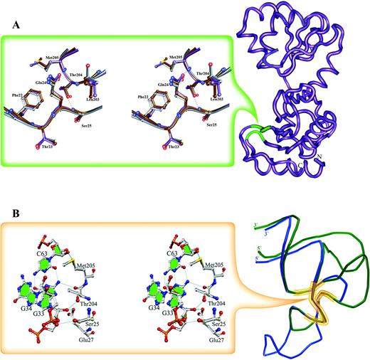 Invariant regions in L1 proteins and in the rRNA and mRNA fragments. Conserved H-bonds are shown with dotted lines. (A) The location of the invariant structure on the surface of L1 proteins is shown in green on the MjaL1 model (right). Superposition of the corresponding regions in L1 proteins in isolated and RNA-bound forms is shown on the left. Isolated MjaL1 is in gray, MjaL1 complexed with mRNA in magenta and SacL1 complexed with rRNA in brown. (B) Superposition of the mRNA (blue) and rRNA (green) fragments; the conserved unique structure is outlined (right).
