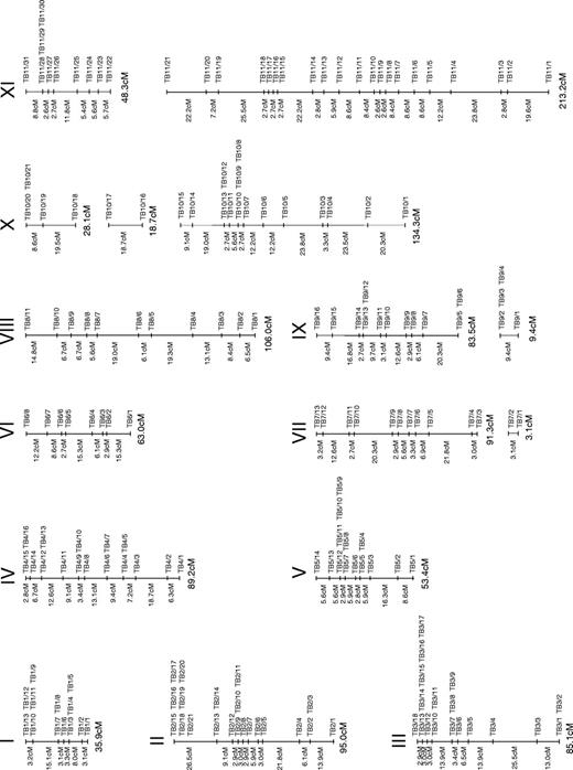  Linkage maps corresponding to the 11 megabase chromosomes (I–XI) of T.brucei . All mini- and microsatellite markers (to the right in each map) have been physically assigned to chromosomes except three. Their positions on each chromosome are identified in Supplementary Tables 1–11. The genetic distance between each marker is given in centiMorgans, Haldane corrected. The genetic size of the linkage groups is given below each linkage group. 
