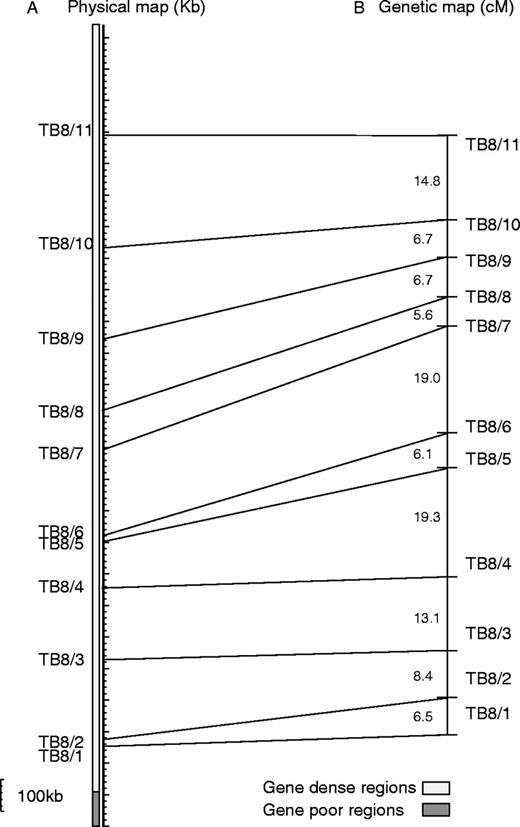  ( A ) The physical map of chromosome VIII of T.b. brucei (2.48 Mb) and ( B ) the genetic map of the same chromosome (106.2 cM). The genetic distances between markers are given in cM. Dashed lines indicate the position of all markers on the physical map. The scale bar represents 100 kb. Housekeeping genes are contained within the gene dense region, which is marked with a light grey box and gene poor regions are indicated with a dark grey box. Gene poor regions are subtelomeric regions, which mainly compose of repetitive sequences, pseudogenes and gene families. 
