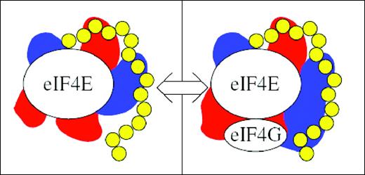 Simulation schematic. Modelled mRNA (yellow beads) moves within the protein excluded volumes and electrostatic potential fields (red, blue) of the eIF4E and eIF4E/eIF4G fragment systems. Switch moves test the energetics of swapping between these systems.