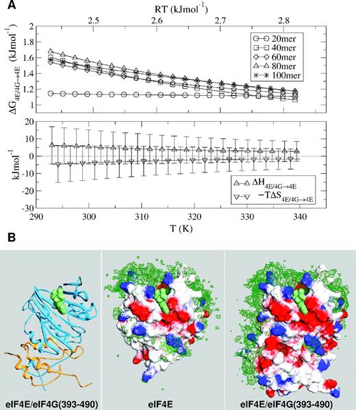  Binding of mRNA to eIF4E and eIF4E complexed to an eIF4G fragment. ( A ) Temperature-dependence of binding differential (Δ G4E/4G→4E , Δ H4E/4G→4E , − T Δ S4E/4G→4E ), with more favourable binding to eIF4E/4G complex denoted by positive Δ G values. Results (Δ G ) are shown for variable polymer length. ( B ) RNA monomer densities (green) around eIF4E and eIF4E/4G complexes, with electrostatic potential surfaces at − kBT / e (red) and kBT / e (blue). The ribbon diagram is colour-coded according to eIF4E (cyan) and eIF4G fragment (orange), with a spacefilled cap analogue in all panels. This figure was drawn with Swiss PDB-Viewer ( 46 ). 