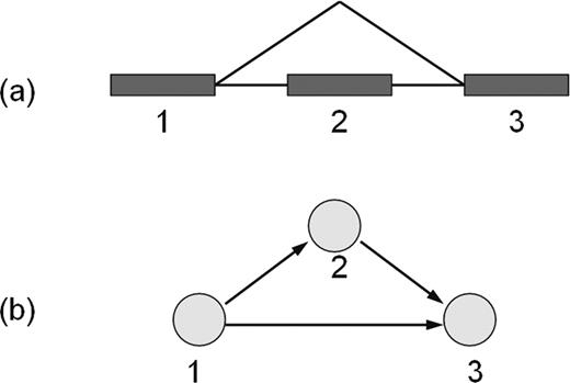  Splice graph of a three-exon alternatively spliced gene. ( a ) Gene structure for a three-exon gene. The second exon is a cassette exon. ( b ) The splice graph representation of the gene structure. The exon skipping event is represented by a directed edge from node 1 to node 3. 