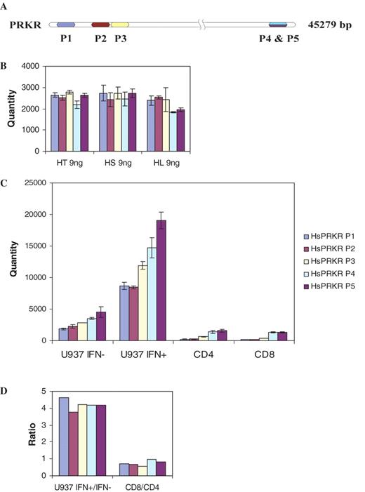  Effect of target position in assessment of PRKR copy number in gDNA and cDNA. ( A ) Target regions of five primers in PRKR transcript. ( B ) Absolute quantities in 9 ng of three gDNA (HT, human tonsil; HS, human subcarinal lymph node; HL, human lung) assessed using five primer pairs targeting different regions of the transcript. ( C ) Absolute quantities in 10 ng of cDNA from IFN treated or untreated U937 human monocytic cell line and 1 ng of cDNA from human peripheral CD4 and CD8 cells assessed using five primer pairs targeting different regions of the transcript. ( D ) Ratio of PRKR copy numbers between IFN treated and untreated U937 cells, and CD8 + and CD4 + T cells. 