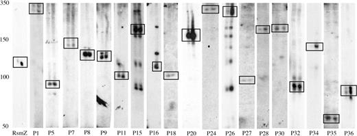 Detection of novel sRNAs by northern analysis. Total RNA was extracted from cultures of P.aeruginosa strain PAO1 grown in LB to exponential phase (first lane in each blot) or stationary phase (second lane in each blot). Blots were hybridized to radiolabeled DNA oligonucleotide probes and then exposed for varying times; thus the relative intensities of the signals do not correspond to the relative abundance of each sRNA. The approximate positions of size standards are shown on the left. Boxes are included to highlight the major species observed in each blot.