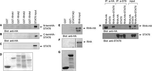 RHA does not directly interact with STAT6 in vitro or in vivo. (A) GST and GST-RHA fragments 1–4 were incubated with cell lysates ectopically expressing N-terminally HA-tagged STAT6, (B) C-terminally HA-tagged STAT6 or (C) in vitro translated STAT6. The bound proteins were subjected to SDS–PAGE and analyzed by western blotting with anti-HA antibody or autoradiography. (D) Expression level of GST-fusion proteins. (E) GST and GST-STAT6-TAD were incubated with cell lysates ectopically expressing HA-tagged RHA or (F) in vitro translated RHA. The bound proteins were subjected to SDS–PAGE and analyzed by western blotting with anti-HA antibody or autoradiography. (G) Expression level of GST-fusion proteins. (H) COS-7 cells were transfected with plasmids encoding HA-tagged full-length RHA and STAT6 either separately or together. Cell extracts were immunoprecipitated with anti-HA or anti-STAT6 antibodies and immunoblotted with anti-HA or with anti-ST6 antibody. Input lanes show 10% of the total protein used in immunoprecipitation experiments.