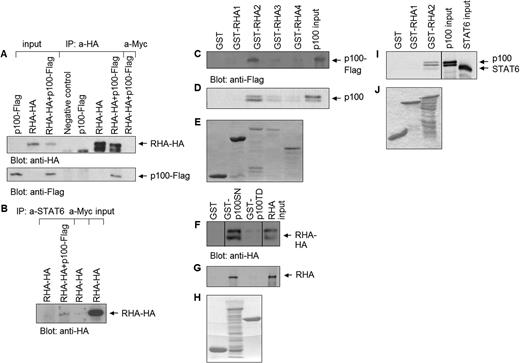 p100 interacts directly with RHA in vitro and in vivo, and bridges RHA to STAT6. (A) COS-7 cells were transfected with plasmids encoding HA-tagged full-length RHA and Flag-tagged p100. Cell extracts were immunoprecipitated with anti-HA or as a negative control with anti-Myc antibody. Immunodetection was performed with anti-Flag antibody, and re-immunodetection with anti-HA antibody. Input lanes show 10% of the total protein used in immunoprecipitation experiments. (B) HeLa cells were transfected with HA-tagged full-length RHA and Flag-tagged p100. Cell extracts were immunoprecipitated with anti-STAT6 or as a negative control with anti-Myc, and immunoblotted with anti-HA antibody. Input lane shows 20% of the total protein used in immunoprecipitation experiment. (C) GST and GST-RHA fragments 1–4 were incubated with overexpressed, Flag-tagged p100, or (D) in vitro translated p100. The bound proteins were subjected to SDS–PAGE and analyzed by western blotting with anti-Flag antibody or autoradiography. (E) Expression level of GST-fusion proteins. (F) GST, GST-p100-SN and GST-p100-TD were incubated with overexpressed, HA-tagged RHA or (G) in vitro translated RHA. The bound proteins were subjected to SDS–PAGE and analyzed by western blotting with anti-HA antibody or autoradiography. (H) Expression level of GST-fusion proteins. (I) GST and GST-RHA fragments 1 and 2 were first incubated with in vitro translated p100 and after stringent washes with in vitro translated STAT6. The bound proteins were subjected to SDS–PAGE and analyzed by autoradiography. (J) Expression level of GST-fusion proteins.