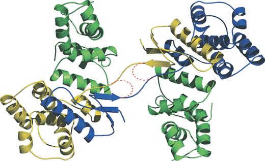 The crystal structure of the MetRS-N–Arc1p-N complex reveals domain swapping between symmetry related molecules of MetRS-N. The N-terminal 55 amino acids, comprising most of the β-sheet and the first α-helix, are exchanged between neighboring molecules related by a true crystallographic 2-fold axis. Monomers of MetRS-N are shown in yellow and blue, Arc1p-N is shown in green. The red dotted lines indicate how the putative monomeric MetRS-N was modeled. See text for explanation and discussion.