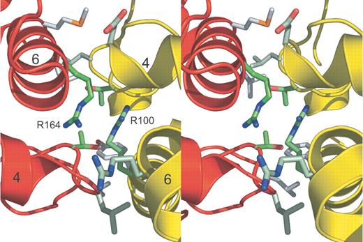 The GluRS-N–Arc1p-N interface. Stereo-view of the GluRS-N (red)–Arc1p-N (yellow) complex interface with helix labels as in Figure 3C. Selected contacting residues are shown in stick mode and colored in a linear gradient from white (10%) to green (90%) by sequence conservation among orthologous sequences (Figure 4). The two conserved arginines engaged in a stacking interaction at the center of the interface are labeled R164 (GluRS) and R100 (Arc1p).