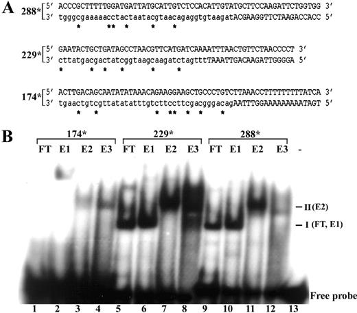 Identification of proteins binding to radiolabelled upstream sequences of P.pastoris AOX1 promoter by EMSA. (A) Strategy for generating 32P-labelled probes (288∗, 229∗, 174∗) using random prime labelling by incorporation of radioactive nucleotide (asterix) into the newly synthesized DNA (lower case) by Klenow polymerase using annealed partially dsDNA molecules (upper case) as templates. (B) EMSA of flow through (FT) and eluate (E1, E2, E3) fractions (5 μg) obtained by heparin agarose chromatography. Protein–DNA complexes I and II generated by FT, E1 and E2 fractions are indicated.