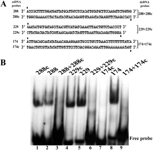 Detection of SSB activity in P.pastoris cell extract. (A) Generation of 5′ end-labelled ss and dsDNA probes by 5′ end labelling. (B) EMSA of Heparin agarose-E1 fraction using 5′ end-labelled ssDNA (lanes 1, 2, 4, 5, 7 and 8) and dsDNA (lanes 3, 6 and 9) probes.