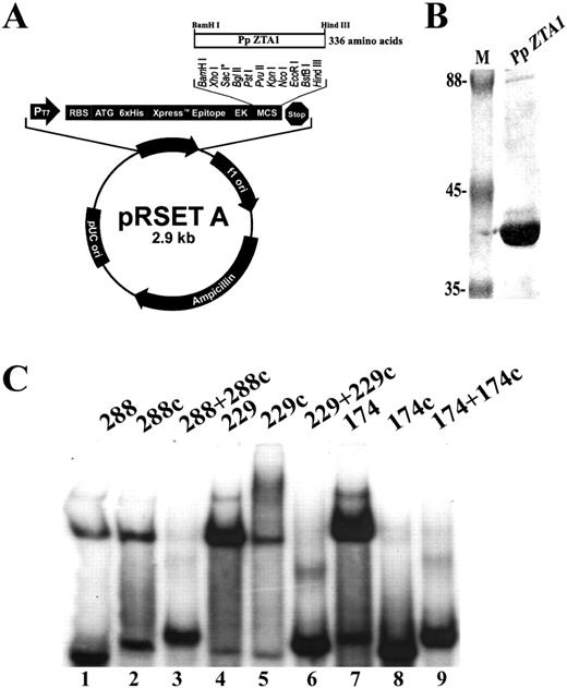 Production and purification of recombinant PpZTA1. (A) Strategy for cloning cDNA encoding PpZTA1 into E.coli expression vector. (B) Visualization of purified PpZTA1 (lane 2) in a Coomassie blue-stained SDS–polyacrylamide gel. Lane M, protein molecular weight markers (kDa). (C) EMSA of recombinant PpZTA1 using radiolabelled ssDNA (lanes 1, 2, 4, 5, 7 and 8) and dsDNA (lanes 3, 6 and 9) DNA probes.