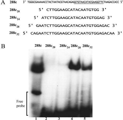 Identification of minimal DNA-binding site of PpZTA1. Oligonucleotides of varying length were designed based on the nucleotide sequence of 288c (A) and their ability to supershift recombinant PpZTA1 was examined by EMSA (B). The nucleotide sequence of 288c20 within the 288c oligonucleotide is underlined.