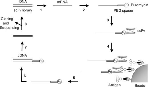 Schematic representation of the in vitro selection of scFv antibodies by the IVV method. Step 1: a DNA library of scFv mutants is in vitro-transcribed into mRNA. Step 2: the mRNA is enzymatically ligated with puromycin (Pu) through a PEG spacer. Step 3: the ligated product is in vitro-translated by a cell-free translation system, resulting in covalent bonding of puromycin with the full-length protein at the C-terminus. Step 4: the mRNA-displayed scFv library is captured on antigen-immobilized beads and unbound molecules are washed away. Step 5: the bound molecules are eluted by protease digestion. Step 6: the mRNA portion of eluted molecules is reverse-transcribed into cDNA. Step 7: the cDNA is amplified by PCR. Step 8: the DNA can be used for the next round of selection after mutagenesis or can be analyzed by cloning and sequencing after several rounds of selection.