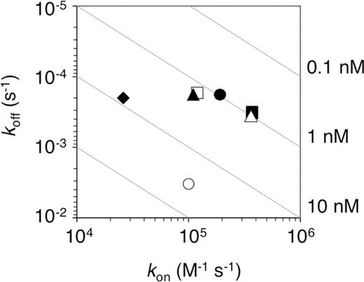 Kinetic distribution plot. The kinetic parameters of purified scFvs were determined by SPR spectroscopy (see Materials and Methods and Table 3). The wild type (open circle); Group 1 mutants 2-12 (filled circle), 7-753 (open square), 3-23 (filled square), 7-308 (open triangle) and 7-464 (filled triangle); and Group 2 mutant 2-10 (filled diamond). The dissociation constants (Kd = koff/kon) are represented as gray lines (0.1–10 nM). Group 1 mutants with highest affinity were clustered in the upper right-hand corner of the plot.