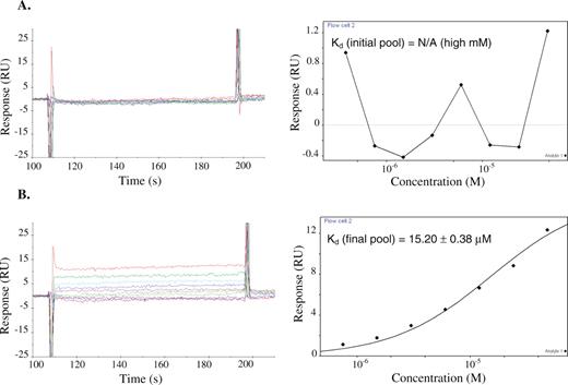 Concentration-dependent codeine-binding responses (left) and the corresponding equilibrium binding curve (right) of (A) the initial pool and (B) the enriched final pool. Codeine was coupled to the sensor chip as described. Serial dilutions of the appropriate RNA sample were injected across the sensor surface and binding responses were recorded over time. Kinetic rate constants were determined by examining the rate of change of binding response when the RNA samples were initially injected over the surface until equilibrium responses were reached (kon) and when a solution lacking the RNA sample was injected over the surface once equilibrium levels were bound to the chip surface (koff). Equilibrium binding constants (Kd) were determined by plotting the equilibrium binding response versus the RNA sample concentration and calculating the corresponding RNA concentration at which half of the maximal response was achieved. Binding responses were adjusted for background binding by subtracting responses of the corresponding RNA samples determined from a trenbolone-coupled sensor surface.