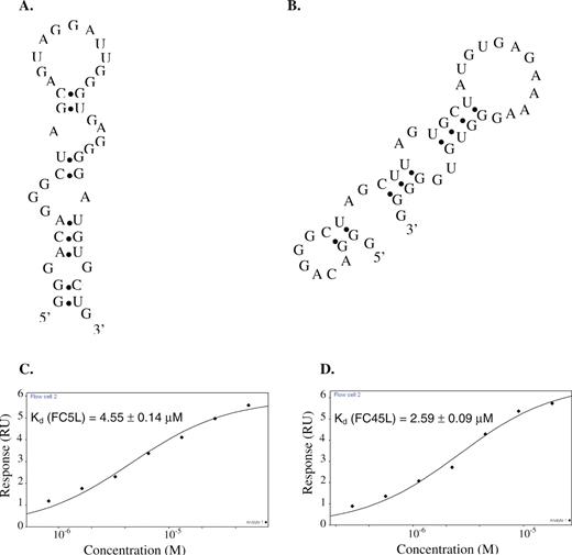 Codeine-binding mini-aptamer characterization. Proposed secondary structures from mfold of (A) the FC5 mini-aptamer (FC5L) and (B) the FC45 mini-aptamer (FC45L), and the corresponding equilibrium codeine-binding curves of (C) FC5L and (D) FC45L.
