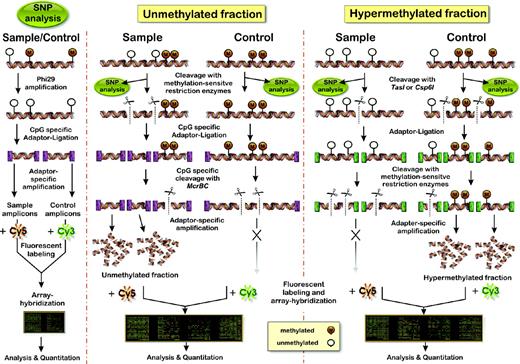 Schematic outline of the microarray-based method for identification of DNA methylation differences and DNA polymorphisms in genomic DNA. Left panel: analysis of DNA sequence variation. Middle panel: the main strategy of the method is based on enrichment of unmethylated DNA fragments. DNA samples are cleaved by methylation-sensitive restriction endonucleases, and the resulting DNA fragments are then selectively enriched by adaptor-specific aminoallyl-PCR's, labelled and hybridized to microarrays. Right panel: alternative procedure to enrich the hypermethylated DNA fraction.