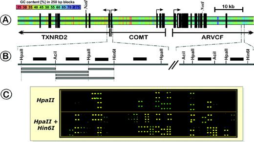( A ) Structure and GC-content of the chromosomal region on human chromosome 22q11.2 that spans the catechol- o -methyltransferase gene ( COMT ), the thioredoxin reductase 2 gene ( TXNRD2 ) and the armadillo repeat gene deleted in VCFS ( ARVCF ). Vertical black bars represent exons. ( B ) To determine the methylation profile of the 100 kb TXNRD2-COMT-ARVCF region, 384 oligonucleotides (50mers, black horizontal bars) were designed based on the restriction sites for the methylation-sensitive endonucleases, HpaII, Hin6I and AciI (additional alternative enzymes are HpyCH4IV or Hin1I). Depending on the methylation status of the CpG-dinucleotides several combinations of amplicons (grey horizontal bars) can potentially hybridize to the oligonucleotides. ( C ) Typical hybridization patterns of the hypomethylated fraction of human gDNA on the COMT oligonucleotide-microarray. As discussed in Results, the complexity and informativeness of the hybridization signals increases with increasing number of methylation-sensitive restriction enzymes.