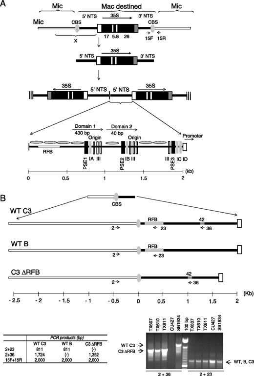 rDNA processing pathway. ( A ) Organization of the rDNA in the micro- and macronucleus. The gene encoding the 35S precursor RNA for 17S, 5.8S and 26S ribosomal RNAs, exists as a single ‘integrated’ copy in micronuclear chromosome 1. Macronuclear-destined rDNA sequences are excised from this chromosome in the newly developing macronucleus by cleavage at flanking Cbs elements. The released rDNA monomer is subsequently rearranged into a giant head-to-head ‘palindrome’ with two inverted copies of the 5′ NTS at the center and telomeres at each terminus (hatched vertical lines). The 1.9 kb 5′ NTS (bottom panel) contains positioned nucleosomes that bracket the rRNA promoter and replication initiation sites, the later of which reside within the tandemly reiterated Domain 1 and 2 (D1, D2) regions. These nucleosome-free regions contain conserved cis -acting determinants that regulate replication initiation and fork progression, designated PSEs (PSE1, 2 and 3; vertical black boxes) and type 1 elements (1A–1D; vertical grey boxes). The approximate position of the developmentally regulated RFB is shown. ( B ) Polymorphisms for micronuclear rDNA allele analysis. Top and lower left panels: enlargement of the micronuclear chromosome 1 region designated as ‘X’ in panel A (top line), showing the RFB region and a 42 bp sequence that is present in wild-type C3 and C3ΔRFB alleles, but is absent in the naturally occurring B rDNA allele. The positions of PCR primers that anneal to the respective rDNA species are shown (arrows), along with the predicted sizes of PCR products (table). Primers 15F and 15R span the 3′ Cbs element and amplify the micronuclear rDNA species for all three alleles. Lower right panel: PCR analysis of micronuclear rDNA in wild-type C3 (SB1934) and wild-type B (CU427) rDNA strains, and heterozygous micronuclear transformants harboring the C3ΔRFB and B rDNA alleles (TX607, TX610 and TX611).