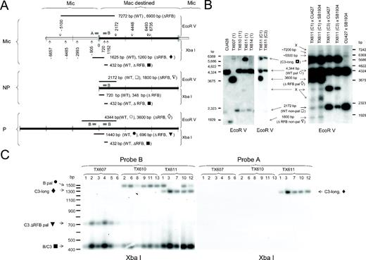 Heterozygous C3ΔRFB/B strains undergo stochastic excision of the rDNA in the developing macronucleus. ( A ) Restriction map and fragment sizes for products following digestion with EcoRV (downward arrowheads) or XbaI (upward arrowheads) for micronuclear rDNA locus (Mic), excised non-palindromic macronuclear rDNA (NP) and palindromic (P) rDNA minichromosomes derived from wild-type B rDNA (WT) or C3ΔRFB deletion alleles. Hybridization probes A and B: thick black lines in micronuclear rDNA diagram. ( B ) Stochastic appearance and structure of macronuclear C3 rDNA in clonal C3ΔRFB transformants. Left panel: Southern blot analysis of EcoRV digested genomic DNA with probe B. Wild-type B rDNA strain; CU428, heterozygous C3ΔRFB/B germline transformant strains; TX607(1), TX610(11) and TX611(1), and wild-type C3 rDNA transformant strain; TX614(1). The position of wild-type B and wild-type C3 rDNA monomers (WT non-pal) and palindromes (WT pal), predicted C3ΔRFB species (ΔRFB pal, ΔRFB non-pal), and unexpected products (C3-long and X) are indicated. The corresponding restriction fragments for expected products are symbol coded (see panel A). TX611(C1) and TX611(C3) are clonal progeny derived from a cross between TX611(1) and amicronucleate strains A* III and A* V, respectively, and have generated a new macronucleus by round II genomic exclusion (see text). Note the presence of the C3ΔRFB rDNA palindrome in TX611(C1) and absence of this species in its parent, TX611(1). Right panel: Southern blot analysis of genomic DNA with probe B from mating progeny harvested 24 h after mixing strains of opposite mating type. Crosses: TX611(C1) or TX611(C3) were mated with tester strains, CU427 (wild B rDNA in micronucleus) or SB1934 (wild-type C3 rDNA in micronucleus). Control mating: CU427 × SB1934. X indicates rDNA species that were not predicted by conventional processing at the Cbs element upstream of the rDNA 5′ NTS. ( C ) The C3-long rDNA species is fragmented at a novel site upstream of the 5′ Cbs element. Southern blot of XbaI digested genomic DNA hybridized with probe B (left) or probe A (right). Numbers correspond to clonal lines established from each heterozygous C3ΔRFB/B rDNA germline transformant.
