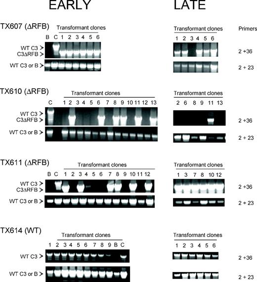 Loss of the micronuclear C3ΔRFB rDNA allele during vegetative propagation. Heterozygous germline transformants (C3ΔRFB/B or wild-type C3/B) were continually propagated following the establishment of clonal lines (transformant clones 1–13). Expanded clones were serially passaged by transferring ∼1000 cells into fresh media (1:100 dilution). DNA was isolated at ∼70 (early) and ∼150 (late) fissions and subjected to PCR amplification with primers that selectively amplify micronuclear C3 rDNA (wild-type C3 or C3ΔRFB alleles, primers 2 + 36), or wild-type C3 and B rDNA (primers 2 + 23). Control PCR templates—B: wild-type B rDNA strain (CU428), C: wild-type C3 rDNA strain (SB1934). The micronuclear genotype of clonal TX611 lines could not be unambiguously established due to the potential presence of macronuclear rDNA minichromosomes derived from aberrant rDNA excision ( Figures 2 and 3 , C3-long).