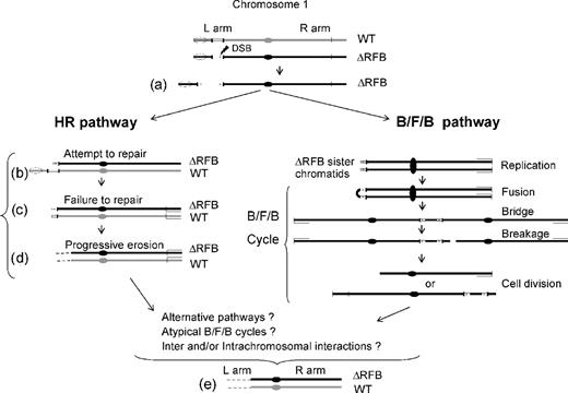 Models for the loss of the rDNA gene, progressive loss of the 1L chromosome arm and subsequent loss of 1R DNA sequences in heterozygous C3ΔRFB/B rDNA strains. Each micronucleus contains one copy of wild-type (WT) and mutant (C3 ΔRFB) rDNA in the respective chromosome 1 homologs. The jagged arrow in the mutant chromosome indicates a fragile site that induces a DSB (a). In one model (left), the attempted repair the DSB in the mutant chromosome by homologous recombination (HR) involves alignment of both homologs (b). Failure to repair the damaged chromosome induces DSB in the WT chromosome (c). The lack of telomere addition leads to progressive loss of 1L sequences on both homologs (d). The alternative model involves of B/F/B cycles on the fragmented C3ΔRFB chromosome. The DNA complexity generated by B/F/B cycles can be the same as that generated by homologous recombination for the C3ΔRFB allele. Loss of 1R DNA sequences (e) (see text for details).