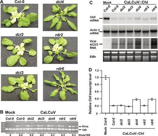Mutations in DCL4 and RDR6 impair Chl-VIGS in infected tissue and abolish total Chl-VIGS in newly emerging leaves. (A) wt (Col-0), dcl and rdr mutant plants 1 month post-inoculation with CaLCuV::Chl. Infection causes leaf deformations and a yellow-white phenotype in Col-0 due to Chl-VIGS. Total DNA and RNA were isolated from pooled plants. Viral titers (B) were measured by semi-quantitative PCR on serial dilutions (5-fold each) of the DNA. 18S ribosomal DNA amplification is an internal control. (C) RNA blot hybridization was performed with column-purified total RNA (8 μg/lane). The membrane was successively hybridized with random-labeled DNA probes for ChlI, ACT2 and CaLCuV AC2/AC3 transcripts. (D) Quantitative real-time PCR was made on cDNA synthesized from RNA pools. The mean from triplicate determinations of ChlI transcript levels was normalized to each corresponding ACT2 mean; the Col-0 (mock) level was set to 1.