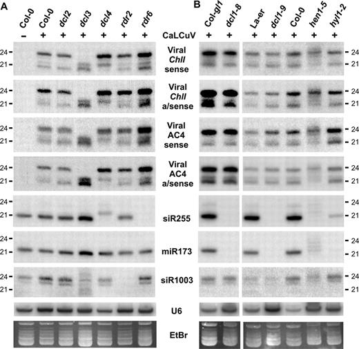 CaLCuV-derived siRNA accumulation in Arabidopsis mutants for RNA silencing pathways. Low molecular weight (LMW) RNA (10 μg/lane) from plant pools was analyzed by RNA blot hybridization. Membranes were successively hybridized with sense and antisense DNA oligo probes for the viral ChlI-fragment, viral AC4 region and endogenous controls (see Supplementary Table S1 for probe details). Synthetic 21 and 24 nt RNA oligos were used as markers. (A) Analysis of mock Col-0 and virus-infected Col-0, dcl- and rdr-mutant plants. (B) Analysis of mock Col-0, virus-infected controls (Col-gl1, La-er, Col-0), and mutants affecting miRNA accumulation (dcl1-8, dcl1-9, hen1-5, hyl1-2). U6 signal and ethidium bromide (EtBr) staining serve as loading controls.