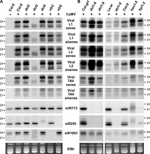 CaMV-derived siRNA accumulation in Arabidopsis mutants for RNA silencing pathways. Small RNA blot analysis was performed as in Figure 2. Membranes were successively hybridized with sense and antisense DNA oligo probes for viral L1 and L2 regions of the CaMV transcript leader, TAV coding region and endogenous controls (see Supplementary Table S1 for probe details). (A) Analysis of Col-0 (mock) and virus-infected Col-0, dcl and rdr-mutant plants. (B) Analysis of mock Col-0, virus-infected controls (Col-gl1, La-er, Col-0), and mutants affecting miRNA accumulation (dcl1-8, dcl1-9, hen1-5, hyl1-2). EtBr staining is a loading control.