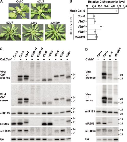 Effect of double and triple dcl-mutations on DNA virus infection, siRNA biogenesis and VIGS. (A) Double mutants d2d3, d2d4, d3d4 and the triple mutant d2d3d4 1 month post-inoculation with CaLCuV::Chl. (B) Quantitative real-time RT–PCR for CaLCuV::Chl-infected double and triple mutants, performed as in Figure 1D. (C) LMW RNA blot analysis of Col-0 mock and CaLCuV::Chl-infected Col-0, dcl4, dcl-triple and double mutants. Two RNA sample pools are shown for infected d2d3d4, d2d3 and d2d4. (D) LMW RNA blot analysis of Col-0 mock and CaMV-infected Col-0, dcl4, d2d3d4 mutants. U6 signal is a loading control.