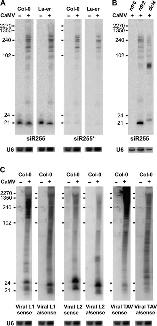 Accumulation of endogenous and viral dsRNA in CaMV-infected plants. (A) Blot hybridization analysis of total RNA (30 μg/lane) from Col-0/La-er mock and CaMV-infected plants with probes for trans-acting siR255 and its duplex cognate siR255∗. (B) RNA (10 μg/lane) analyzed as in part A from CaMV-infected rdr6, rdr2 and dcl4 plants. (C) Membrane from part A was successively hybridized with sense and antisense probes for the CaMV transcript leader region (L1 and L2) and a coding region (TAV). Viral antisense 21, 22 and 24 nt siRNA strands of L1 and L2 regions migrate faster than sense strands due to their lower molecular weight (see Supplementary Table S1 for purine/pyrimidine contents).