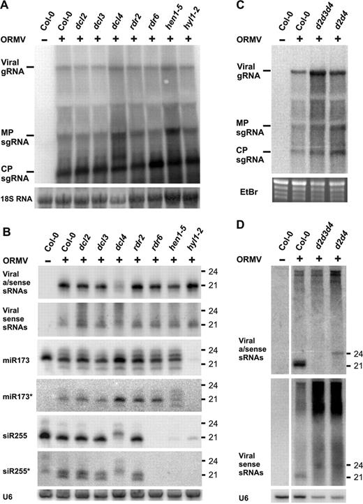 Molecular analysis of ORMV infection in wt and RNA silencing mutant backgrounds. (A) RNA blot hybridization was performed (as in Figure 2) to detect ORMV genomic RNA (gRNA), MP and CP subgenomic RNA (sgRNA) in infected wt, dcl, rdr, hen1-5 and hyl1-2 plants. 18S RNA probe hybridization is a loading control. (B) LMW RNA blot analysis for plants in part A, using viral sense, antisense and endogenous control probes (see Supplementary Table S1 for probe details). U6 signal is a loading control. (C) Blot analysis of viral RNA in infected Col-0, d2d3d4 and d2d4 plants. EtBr staining is a loading control. (D) LMW RNA blot analysis of RNA in part C, hybridized with viral sense and antisense probes. U6 signal is a loading control.