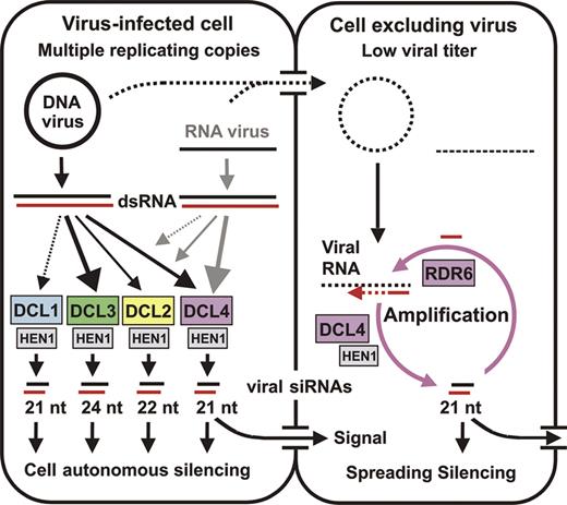 Model for VIGS and anti-viral defense based on RNA silencing. Two adjoining plant cells are shown schematically. The initially infected cell (left) contains high titers of DNA or RNA virus. Double-stranded RNA (dsRNA) arises from viral genomes independently of known silencing-related host RNA polymerases. Arrows connecting dsRNA to DCL enzymes represent the relative contribution of each DCL to viral siRNA biogenesis. For the DNA virus, every DCL digests the dsRNA into distinct size classes of siRNAs, with DCL3, DCL4 and DCL2 being favored (in that order). For RNA viruses, DCL4 is most important, with DCL2 and DCL3 compensating DCL4-deficiency (e.g. due to mutation or viral suppression). The 21 nt DCL4 product is potentially the signal required for VIGS spread. Both infectious nucleic acids and viral siRNAs move into the right-hand cell. However, the viral titer remains low, because DCL4 and RDR6 amplify incoming siRNA signal and digest viral transcripts. In this manner, VIGS would spread into meristematic tissues from which viruses are normally excluded. Viral siRNAs are stabilized by HEN1-mediated methylation.