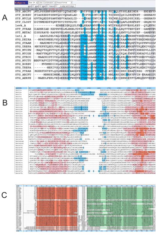 Alignments viewed by Kalignvu with different color schemes and font sizes. ( A ) Balibase reference alignment ‘BB30002’ with the default conservation scheme. ( B ) An alignment of odorant receptors colored by the hydrophobicity colour scheme (window length of 21). Kalignvu implements a scale from blue to red in nine steps corresponding to the minimum–maximum hydrophobicity. Here, the red segments indicate transmembrane domains and the blue segments an interconnecting hydrophilic loop. Note that most gaps occur within the hydrophilic loops. ( C ) Balibase reference alignment ‘BB30014’ with Pfam domains ‘PF00043’ and ‘PF02798’ highlighted.