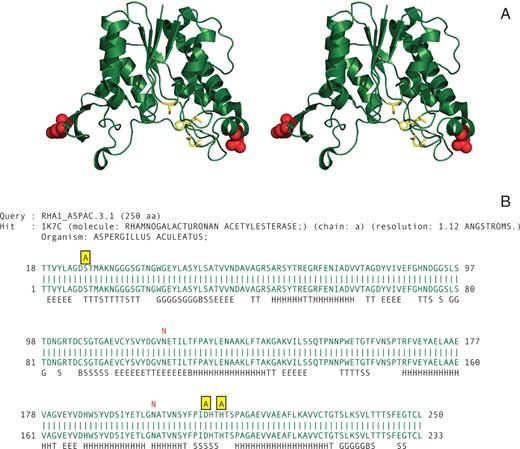  Stereo view of the 3D structure of Aspergillus aculeatus rhamnogalacturonan acetylesterase ( 16 ) showing the localization in the structure of the annotated residues. The catalytic triad residues are shown in yellow stick representation, and the glycan structure bound at the two N-glycosylation sites is shown as red spheres ( A ). ( B ) The pairwise sequence alignment generated by the FeatureMap3D server. The catalytic residues are shown in yellow in the annotation line above the sequences and the two N-glycosylation sites are indicated in red. 