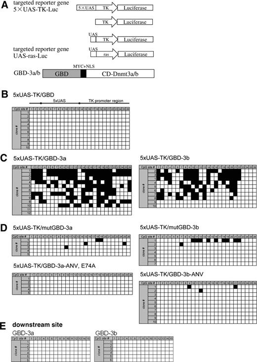 Targeted methylation at the 5×UAS-TK promoter region in HEK293T cells analyzed by bisulfite sequencing. ( A ) Schematic representation of the reporter constructs encoding the TK promoter fused to the luciferase firefly gene constructs as well as the constructs coding for targeted DBD-MTase fusion proteins. Targeted promoters contain one or five copies of the GAL4 binding sites (UAS). ( B–D ) Bisulfite sequencing of the promoter regions of the reporter constructs. Each line represents one individual clone sequenced. The empty squares denote for unmethylated CG sites, the filled ones for methylated sites. The location of the CG sites (1–26) within the 5×UAS-TK promoter region is schematically shown in (B). (B) Co-transfection of the 5×UAS-TK-Luc reporter construct with GBD only. (C) Co-transfection of 5×UAS-TK-Luc with GBD-3a or GBD-3b. The totally unmethylated clones #11 and 12 for 5×UAS-TK/GBD-3a and #9 and 10 for 5×UAS-TK/GBD-3b probably were PCR amplified from plasmids that were not taken up by the cells during the transfection procedure. (D) Co-transfection of 5×UAS-TK-Luc with the mutGBD-3a, mutGBD-3b, GBD-3a-ANV/E74A or GBD-3b-ANV variants. The mutGBD-3a and 3b variants carry an inactivated GBD domain. The MTase domain of the GBD-3a-ANV/E74A and GBD-3b-ANV is inactivated by mutations. ( E ) DNA methylation within the luciferase gene ∼1 kb downstream of the TK promoter after co-transfecion of the 5×UAS-TK-Luc reporter gene with GBD-3a and GBD-3b.