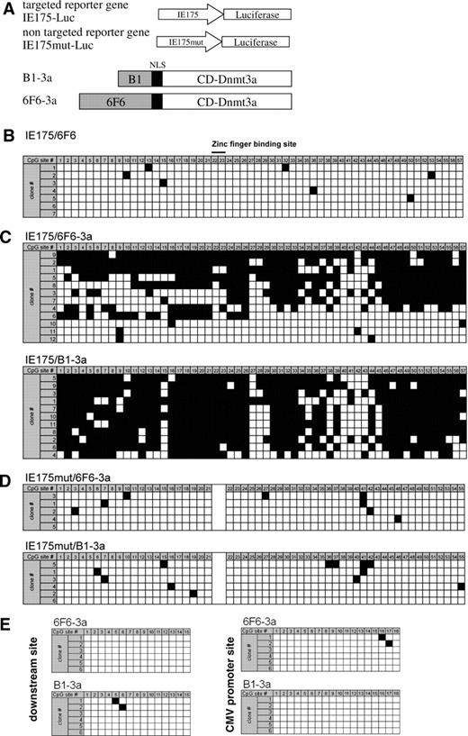Targeted methylation of the IE175k promoter by 6F6-3a or B1-3a as analyzed by bisulfite sequencing. ( A ) Schematic representation of the reporter constructs comprising the wild-type IE175k promoter (IE175) or the IE175k promoter with deleted B1/6F6 site (IE175mut) fused to firefly luciferase gene and the constructs encoding targeted methyltransferase fusion proteins B1-3a and 6F6-3a. ( B–D ) DNA Methylation analysis of the IE175k promoter after co-transfection with MTase expression constructs into HEK293T cells. Each line represents an individual clone. The empty squares represent unmethylated CG sites, whereas the filled ones methylated sites. In (B) the IE175-Luc reporter gene is co-transfected with 6F6. In (C) IE175-Luc is co-transfected with 6F6-3a or B1-3a and in (D) the IE175mut-Luc construct is co-transfected with 6F6-3a or B1-3a. The B1/6F6 binding site is marked in panel B. (E) DNA methylation within the luciferase gene ∼1 kb downstream of the target site (downstream site) in IE175-Luc and within the CMV promoter of the Renilla luciferase gene that was used for internal normalization in the presence of 6F6-3a and B1-3a.