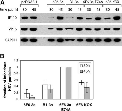 Inhibition of viral lytic cycle by zinc-finger MTase fusion constructs. ( A ) western blot analysis of the expression of HSV-1 antigens during the course of low multiplicity infection with HSV-1. Cells were transfected with zinc finger MTase or control constructs expressing 6F6-3a, B1-3a, 6F6-3a-E74A or 6F6-KOX (as indicted), infected with wt HSV-1 and harvested after 30 or 45 h p.i. Expression of HSV-1 VP16 was detected with mAb LP1 while expression of HSV-1 IE110k was detected using r191 antibody. Equal loading of the samples was verified using antibody against cellular protein GAPDH. ( B ) Inhibition of HSV-1 propagation by 6F6-3a and B1-3a. Culture medium samples harvested at 30 and 45 h after the infection with HSV-1 at low m.o.i were used for plaque assays on confluent monolayers of COS-7 cells, in 10-fold serial dilutions of the virus. The graph shows relative number of infectious HSV-1 particles released into the medium at indicated times p.i. from cells expressing active MTases (6F6-3a and B1-3a), catalytically inactive 6F6-3a-E74A mutant or 6F6-KOX fusion proteins. The error bars give the standard deviation of at least three independent experiments.