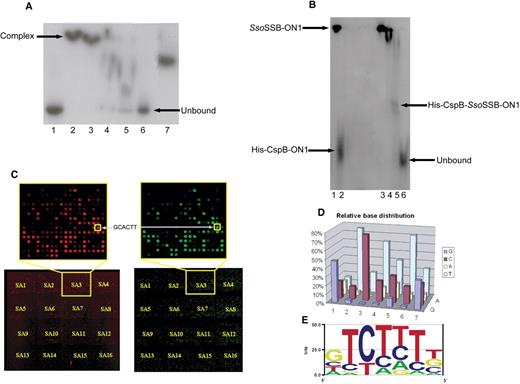 (A) Electrophoretic mobility shift assay of His6-CspB and its complex with ONc. 15–20 pmol of 5′-end γ–32P-labelled ONc was mixed with 0, 500, 300, 100, 50 and 25 pmol (lanes 1–6) of His6-Csp. Lane 7 contains 500 pmol of CspB (untagged) as a positive control. Protein-DNA complexes were separated on a 20% native polyacrylamide gel. (B) Electrophoretic mobility shift assay of SsoSSB, CspB and the complexes formed with ON1. 15–20 pmol of 5′-end γ-32P-labelled ON1 was used at all times. Lanes; (1) 300 pmol SsoSSB; (2) 500 pmol CspB; (3) 300 pmol SsoSSB & 100 pmol CspB; (4) 300 pmol SsoSSB and 200 pmol CspB; (5) 300 pmol SsoSSB and 300 pmol CspB; (6) Unbound ON1 probe. Protein-DNA complexes were separated on a 10% native polyacrylamide gel. (C) Competitive microarray assay. Two individual microarray results for the competitive protein binding assay between His6-CspB (specific binding protein) and SsoSSB (non-specific binding protein). The fluorescent signal is a result of His6-CspB being detected on the surface using alexa 532-conjugated polyclonal antibody to His5. Microarray images shown here were results from two different batches of arrays and proteins. Sub-array three from each competitive protein-binding experiments has been enlarged to highlight the repeated pattern seen on all arrays. The oligonucleotide, GCACTT, appears as a bright spot on both arrays. The microarrays have been artificially coloured as a visual aid only. Abbreviations, SA = Sub-array(D) CspB consensus binding site. A 3-D bar chart showing the relative base distribution of each base within the proposed heptanucleotide-binding site. (E) Sequence logo (generated using the EnoLOGOS program), corresponding to the frequency of each base within the heptanucleotide-binding site. Both graphic visualizations show the resulting consensus sequence, 5′-GTCTTTG/T-3′.