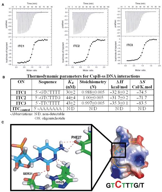 (A) Interaction of CspB with ss DNA templates as monitored by ITC. Titration data for 27 injections of 5 μl of each oligonucleotide (100 μM) into a cell containing 5 μM CspB. Oligonucleotides used for ITC are listed below. All data have been corrected for heats of dilution. (B) Thermodynamic parameters for CspB-ss DNA interactions. Non-detectable = Kd ≤ 5 μM. (C) A molecular model of a potential cytosine-binding pocket on CspB. The electrostatic surface potential of CspB and the backbone trace of the bound consensus heptanucleotide and the hydrogen bonds (depicted as dotted lines) between CspB and a cytosine nucleobase in the proposed binding pocket.