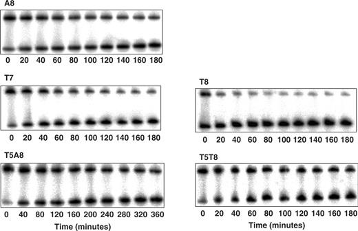 Dissociation kinetics of yTBPc (27 nM) from consensus-like TATA-box variants embedded in hairpin constructs (0.4 nM). The number below each gel denotes the time after adding competitor DNA (1.76 μM).