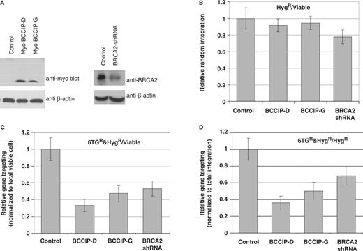  Expression of BCCIP-D and BCCIP-G fragments inhibit gene targeting. Adenovirus vectors were used to express: myc-BCCIP-D (aa 59–167), myc-BCCIP-G (aa168–258) and BRCA2-shRNA. Control cells were infected with adenovirus expressing GFP alone. Each group have total of 84 dishes for 6TGandHyg selection and were assayed in six independent experiments. ( A ) Western blots (3 days after the virus infection) confirming the expression of myc-BCCIP-D and myc-BCCIP-G (left panel), and the partial down-regulation of BRCA2 by BRCA2-shRNA (right panel). ( B ) Myc-BCCIP-D, myc-BCCIP-G and BRCA2-shRNA do not affect random integration, determined as the total number of hygromycin-resistant (Hyg R ) colonies per viable cell. Values are averages ± SE. For all groups compared with the control, the P -values were greater than 0.30 as tested by two tailed t -test. ( C ) Myc-BCCIP-D, Myc-BCCIP-G and BRCA2-shRNA reduce gene targeting, determined as the number of Hyg R and 6TG R colonies per viable cell. Values are averages ± SE. For all groups compared with the control, the P -values were less than 0.01 as tested by two tailed t -test. ( D ) Myc-BCCIP-D, Myc-BCCIP-G and BRCA2-shRNA reduce gene targeting, determined as the number of 6TG R colonies per Hyg R colony. Values are averages ± SE. For all groups compared with the control, the P -values were less than 0.01 as tested by two tailed t -test. 