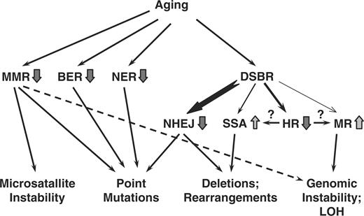 Age-related changes in DNA repair and their consequences. Inefficient MMR leads to microsatellite instability, point mutations and potentially, to increased frequency of LOH. Decline in efficiency and fidelity of BER and NER leads to point mutations. Less efficient and more error-prone NHEJ results in point mutations and genomic rearrangements. As fewer cells are in G2 stage, the usage of sub-pathways of DSB repair (DSBR) may also change, where precise HR between sister chromatids declines, giving way to more mutagenic SSA and mitotic recombination (MR) with homologous chromosome leading to genomic instability and LOH.