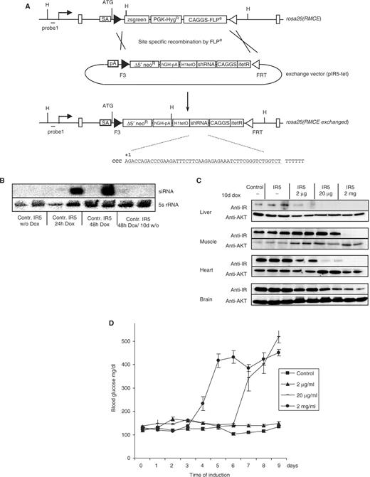 Single vector configuration for INSR gene knockdown in vivo. (A) RMCE through Flpe-mediated recombination using the exchange vector generates the rosa26(RMCE exchanged) allele. The exchange vector carries the shRNA coding region under the control of the H1-tet promoter, the codon-optimized tetRi gene under the control of the CAGGS promoter and a truncated neoR gene for positive selection of clones upon successful RMCE. The insr-specific shRNA sequence IR5 is shown in the figure. (B) Detection of processed IR5-shRNA. shRNA-transgenic ES cell clone #1 (IR5) and control cells transfected with an RMCE exchange vector lacking the shRNA-expression cassette (control) were cultured in the absence and/or presence of 1 µg/ml doxycycline as indicated. RNA extracts were analyzed by northern blot using IR5-shRNA and 5S-rRNA-specific oligonucleotide probes. (C) Doxycycline dose response of INSR knockdown in mice. IR5 transgenic animals were treated in the absence or presence of 2 μg/ml, 20 μg/ml or 2 mg/ml doxycycline for 10 days, as indicated. Protein extracts were prepared from various tissues and subjected to western blot analysis using INSR- or AKT-specific antiserum. Control: protein extracts from animals carrying a firefly luciferase-specific shRNA. (D) Serum glucose levels in shRNA-transgenic mice treated with 2 μg/ml (triangles), 20 μg/ml (bars) or 2 mg/ml doxycycline in the drinking water (circles) for the indicated number of days. Control animals (rectangles) carry a firefly luciferase-specific shRNA construct. Serum glucose levels ± SEM are shown. All assays were performed using groups of six mice at the age of two months.