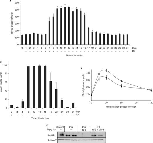 Reversible induction of hyperglycemia in mice. A group of six 2-month old, shIR5-transgenic mice were fed for 10 days with 20 µg/ml doxycycline in the drinking water and subsequently kept in the absence of doxycycline for the following 21 days. (A) Blood glucose levels were determined in venous blood samples at the indicated day of treatment. (B) Serum insulin concentrations were measured as indicated. Each bar represents the mean value ± SEM. (C) Glucose tolerance test were performed using IR5-transgenic mice before (triangles) and 21 days after dox treatment (rectangles). Results are expressed as mean blood glucose concentration ± SEM from at least six animals of each group. (D) Reversible knockdown of the insulin receptor using 20 µg/ml doxycycline for 10 days and 21 days after removal of dox in two independent mice. Protein extracts prepared from liver were subjected to western blot analysis using an INSR-specific antiserum and an AKT-specific antiserum.