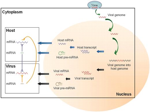 MiRNAs interact with target mRNA in viruses and host cells.