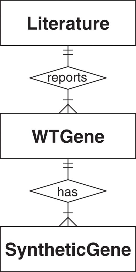 The Entity-Relationship model illustrates the logical structure of the SGDB. Each table (square) is an entity. The relationships between the three entities are: (i) each publication in the 'Literature' table reported one or many natural genes, conversely, each natural gene in the 'WTGene' table must have exactly one related publication; (ii) a natural gene may have one or many versions of synthetic genes in the 'SyntheticGene' table, while a synthetic gene must have exactly one natural counterpart.