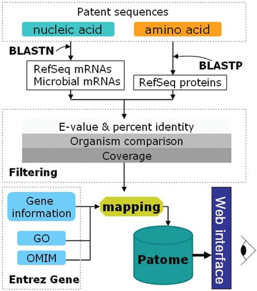 Overview of the analysis flow in Patome. The downloaded sequences are divided into nucleic acids and amino acids. Nucleic acids are annotated with both RefSeq mRNAs and microbial mRNAs. Amino acids are annotated with RefSeq proteins. The BLAST results are filtered with three filtering methods: E-value & percent identity, organism comparison and coverage. From the mapping between the annotated data and biological database information (Gene, GO, OMIM), a gene–patent association table is built. The Patome database is constructed to store annotation and analysis data and to make this information available to users via web interfaces.