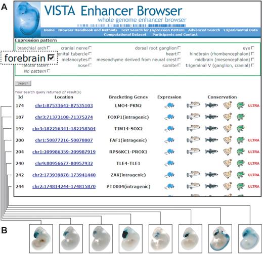 Retrieving enhancers that drive reporter gene expression to a user-defined anatomical structure, in this case forebrain. (A) Each row in the results table corresponds to one in vivo-assayed element. A mouse icon (blue) indicates that an element is an enhancer at E11.5. Pufferfish, zebrafish, chicken and frog icons indicate the conservation depth of the element. Images of representative embryos for each dataset (B) and more detailed information about the conservation profile of the respective element can be obtained by following the ‘location’ link.